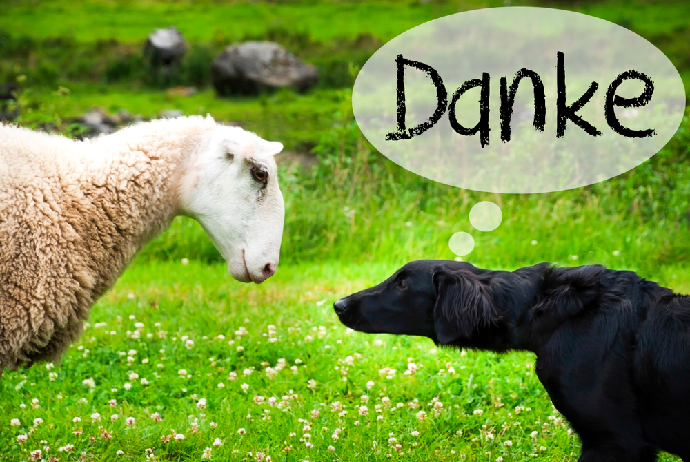 Dog,Meets,Sheep,,Danke
